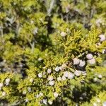 Juniperus monosperma Folha