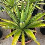 Agave xylonacantha Hoja