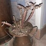 Euphorbia platyclada Hoja