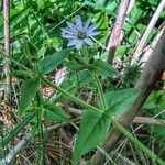 Myosoton aquaticum Hábitos