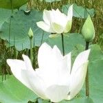 Nelumbo nucifera 花