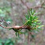 Erica scoparia Leaf