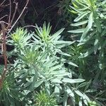 Echium brevirame List