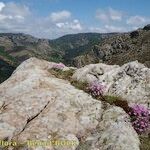 Armeria malinvaudii Habit