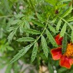 Tagetes tenuifolia পাতা