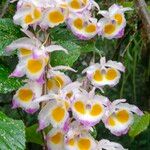 Dendrobium devonianum Floare