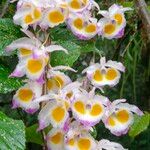 Dendrobium devonianum 花