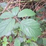 Rubus dasyphyllus Blad