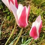 Tulipa clusiana Žiedas