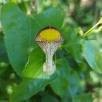 Aristolochia triangularis Blüte
