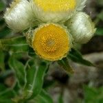 Helichrysum foetidum Žiedas