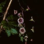 Ribes lacustre 花