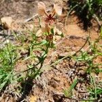 Commelina reptans ശീലം