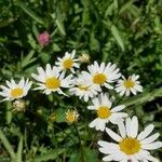 Anthemis cotula Blüte