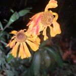 Helenium autumnaleЦвят
