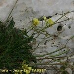 Brassica repanda Habitus