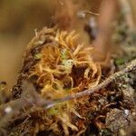 Grammitis villosissima Други