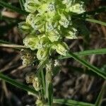 Asclepias stenophylla Květ