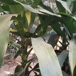 Dracaena arborea Hoja