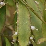 Pseudorhipsalis ramulosa Fruit