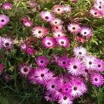Dorotheanthus bellidiformis Flor