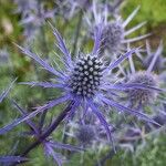 Eryngium bourgatii Λουλούδι