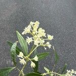 Ceratopetalum gummiferum Flor