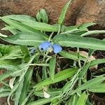 Commelina latifolia Blad