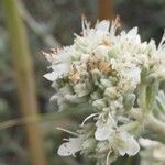 Teucrium dunense Flower