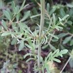 Valeriana calcitrapae Leaf