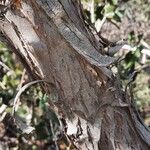 Angophora hispida Schors