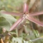 Ceropegia variegata Flower