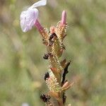 Plumbago europaea Цветок