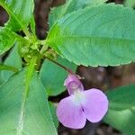 Impatiens baronii പുഷ്പം