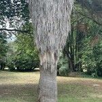 Washingtonia filifera چھال