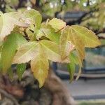 Acer buergerianum Blad