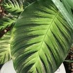 Calathea picturata Lehti