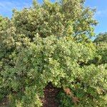 Quercus ilex Habitus