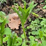 Polygonatum latifolium 葉