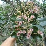 Syzygium multipetalum Кветка