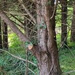 × Hesperotropsis leylandii Bark