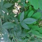 Rosa moschata Leaf