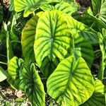 Alocasia clypeolata Yaprak