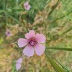 Althaea cannabina花