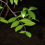 Eugenia chavarriae Leaf