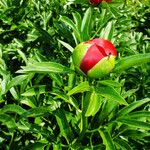 Paeonia peregrina Blad