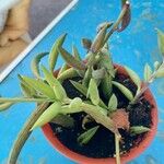 Senecio radicans Hoja