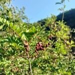 Pistacia mexicana Frucht