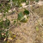 Salvadora persica 樹皮