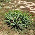 Euphorbia pithyusa Leaf